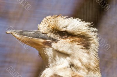 Laughing Kookaburra