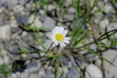 Wild camomille growing on the stone ground