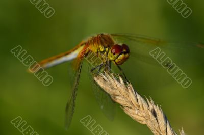 Pretty little dragonfly sitting on plant