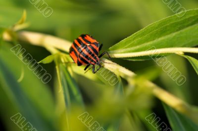 Red and black bug