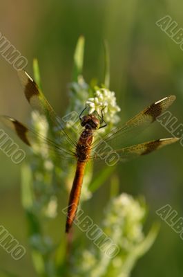 Pretty little dragonfly sitting on plant
