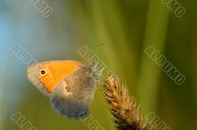 Beautiful butterfly satires on the plant
