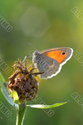 Beautiful butterfly satires on the plant