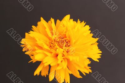 Coreopsis