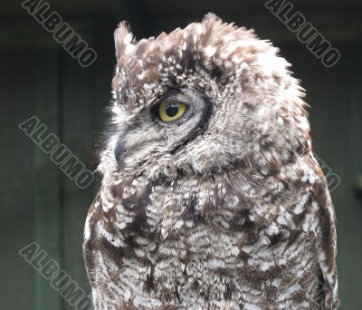 Spotted Eagle owl Bubo africanus
