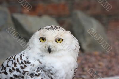 Snowy owl, Bubo Scandiacus