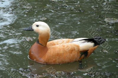 The gold duck floats in a pond