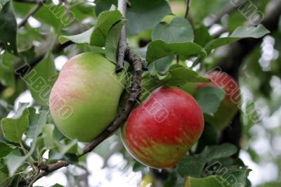 Green and red apple hanging on tree
