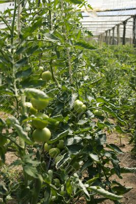 Tomato Green Greenhouse