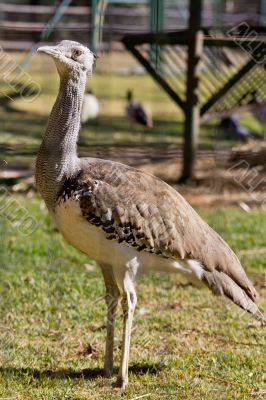 Kori Bustard