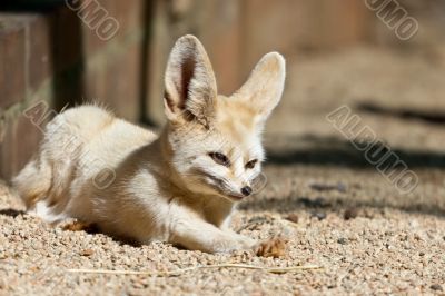 Sleepy Fennec
