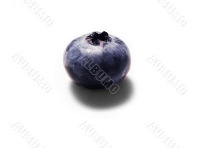 bilberry