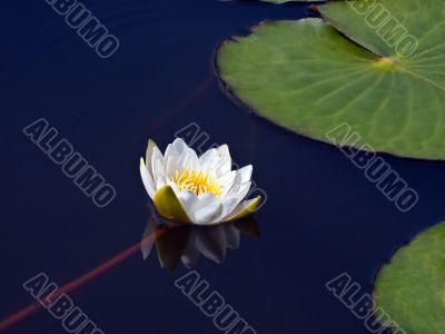 Water lily