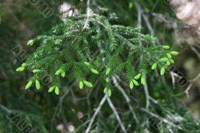 New green pins of the fir branch