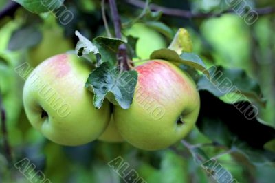 Green and red apple hanging on tree