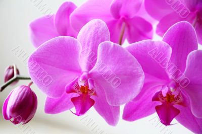 Beautiful orchid