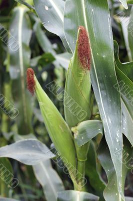 Corn field ready for harvest. Summertime plantation