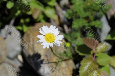 Wild camomille growing on the stone ground