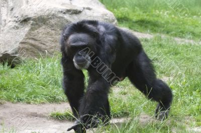 Black gorilla