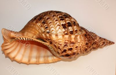 Ocean shell called Trumpet Triton