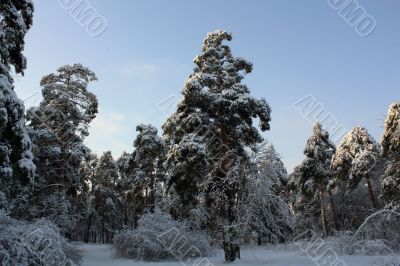 Pine trees and snow