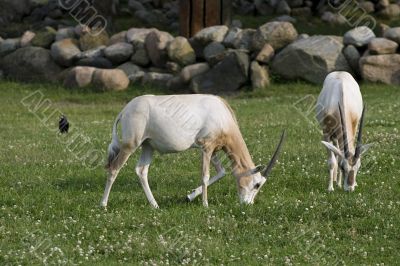 Two antelopes