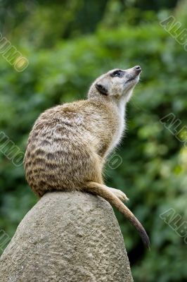 Meerkat