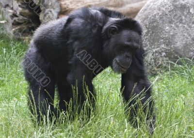 Black gorilla