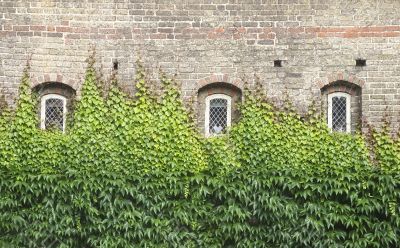 Windows with ivy