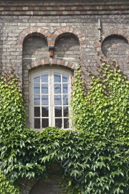 Window with ivy