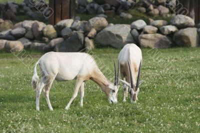 Two antelopes