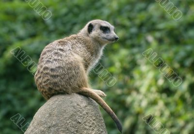 Meerkat