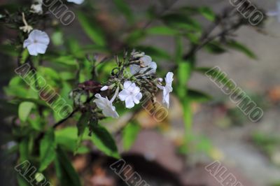 flowers  