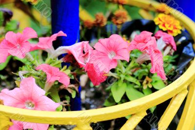 flowers  