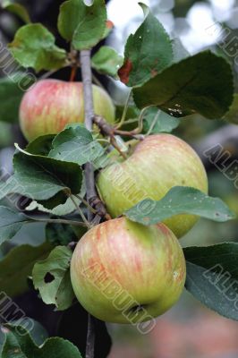 Green and red apple hanging on tree