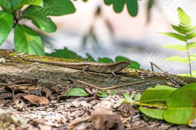 Big lizard on the moss