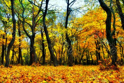 Yellow leaves and autumn forest