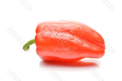 Bulgarian pepper