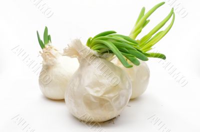 Ripe white onion