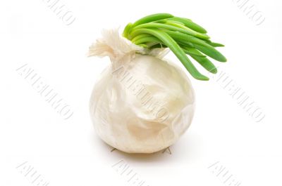 Ripe white onion