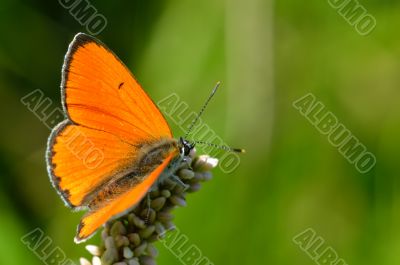Butterfly colias croceus
