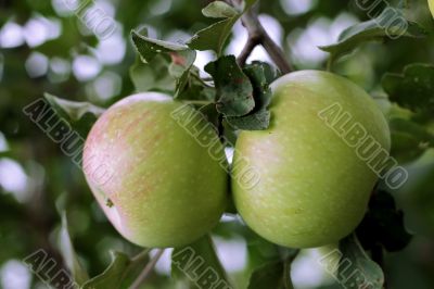 Green and red apple hanging on tree