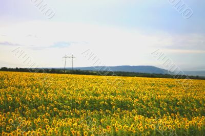 Wide field of sunflowers. The Summertime landsape