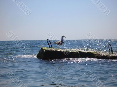 Seagull staying near a seashore. Summertime nature