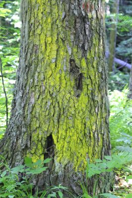 Tree bark over