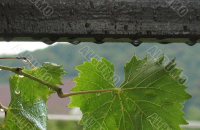 Water drops on green leaves
