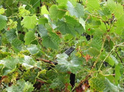 Water drops on green leaves