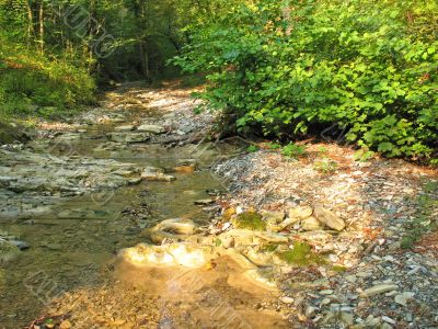 Stream in a mountain forest