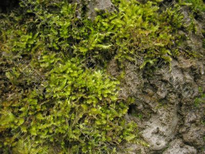 Forest moss