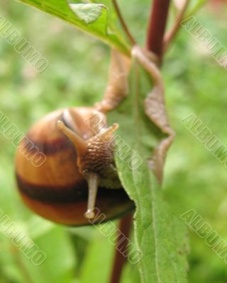 Forest snail  